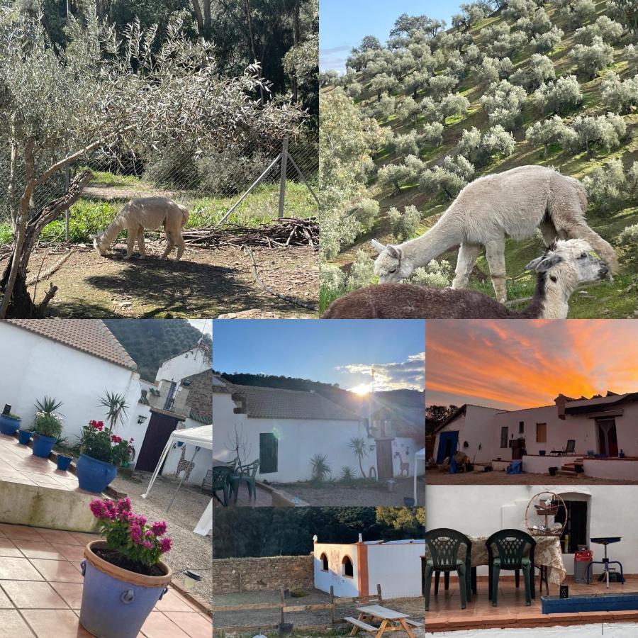 Experience Alpacas In Andalucia Appartement Córdoba Buitenkant foto