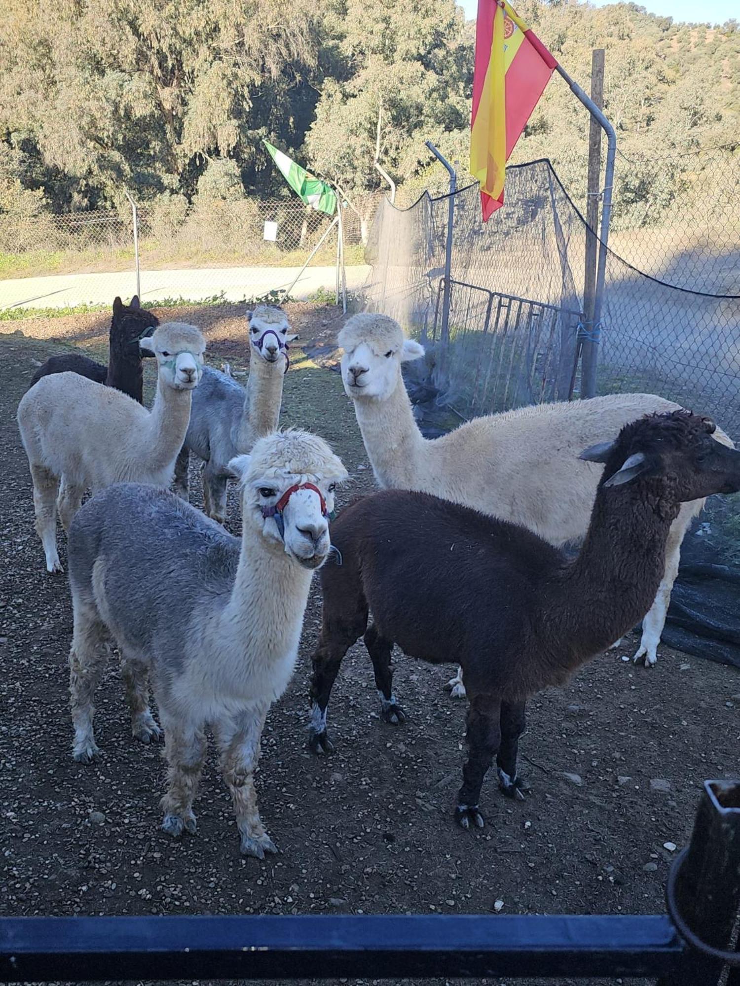 Experience Alpacas In Andalucia Appartement Córdoba Kamer foto